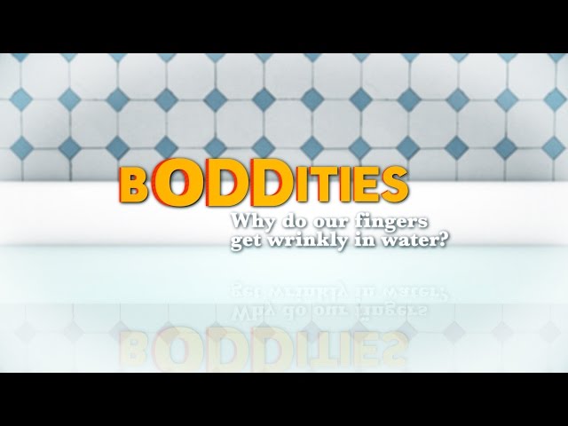 Boddities | Episode 7 | Why do our fingers get wrinkly in water?