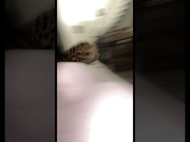 Cheetah On The Loose in my House! #shorts