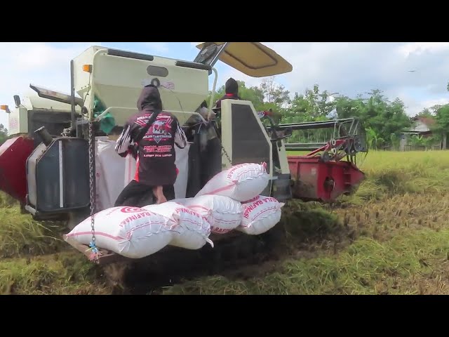 Combine Harvester 2025 Bimo 102L Mbah Kun di Balong Ponorogo