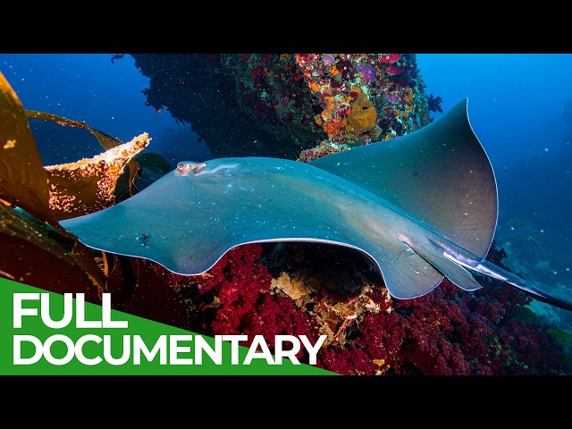 The Big Blue - Ocean Stories from Down Under | Full Series | Free Documentary Nature