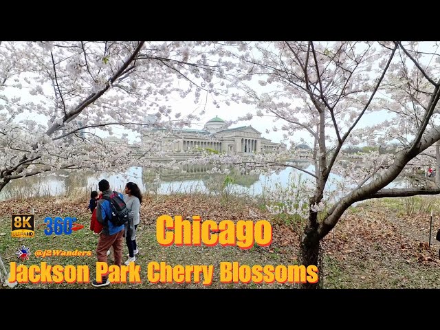 Experience Spring in 360° | Jackson Park Cherry Blossoms, Chicago 🌸✨ | U.S.A.