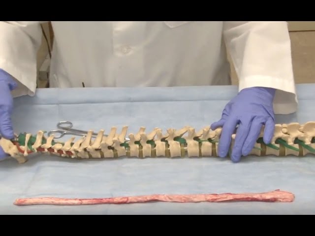 The Unfixed Spinal Cord: Neuroanatomy Video Lab - Brain Dissections