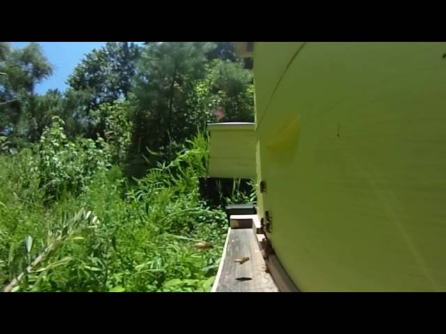 Hive Monitoring