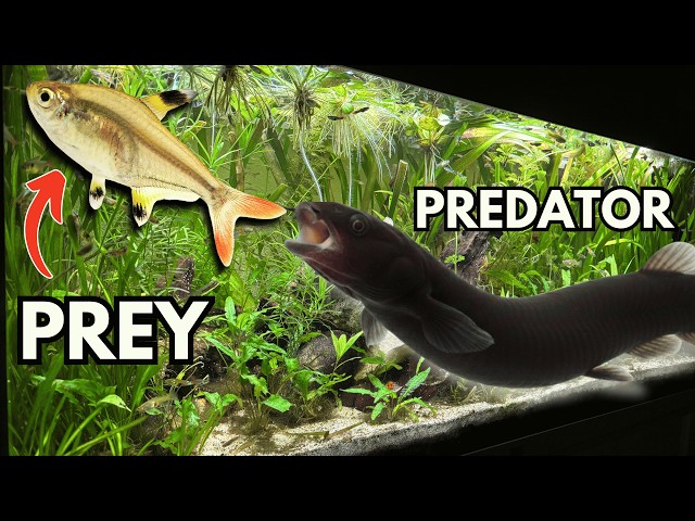 My Snails and Kuhli Loaches started eating my FISH!