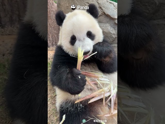 Tiny Teeth, Big Panda Smile | iPanda #shorts #HKPanda