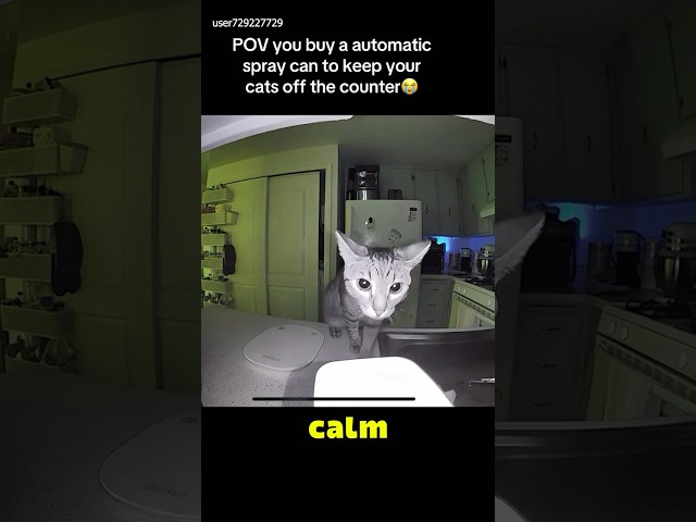 Cat’s Secret Life Exposed 😂📹 #shorts #cat #funny