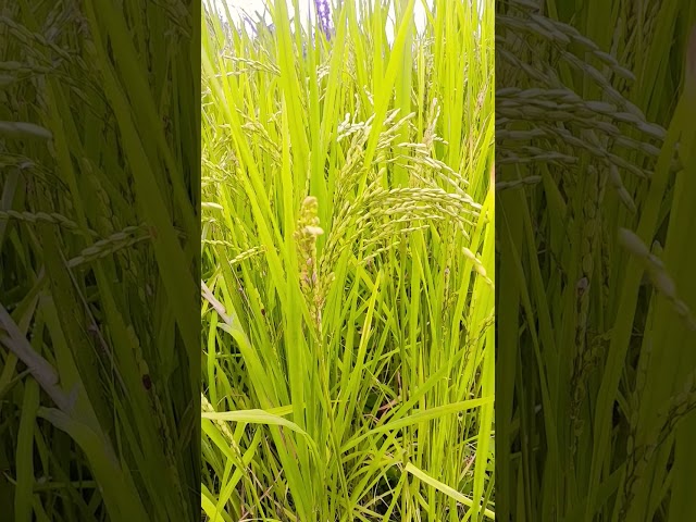 #Dhan ki kheti #like #nature #subscribe