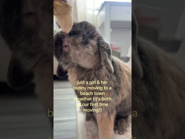 channeling disney princess & her sidekick? #bunnymom #hollandlop #bunny #rabbitsoftiktok #bunnygirl