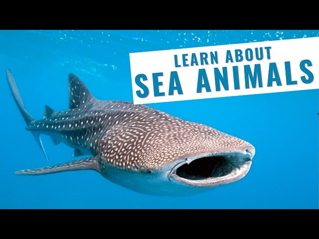 Never seen before - Learn Sea and Marine Animals | English Vocabulary for Kids | 4K Ultra HD