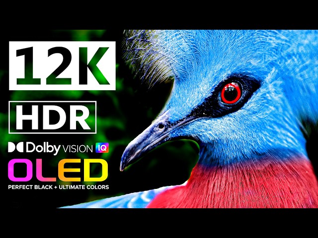 12K HDR 60FPS | Animal Kingdom & Wildlife | Animals OLED TV | Dolby Atmos • IMAX Enhanced