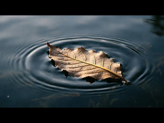 Fall. Rise. Repeat. 🍂🔥 | Powerful Motivational Song