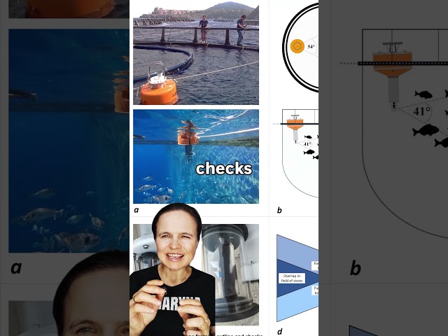 AI for fish measuring