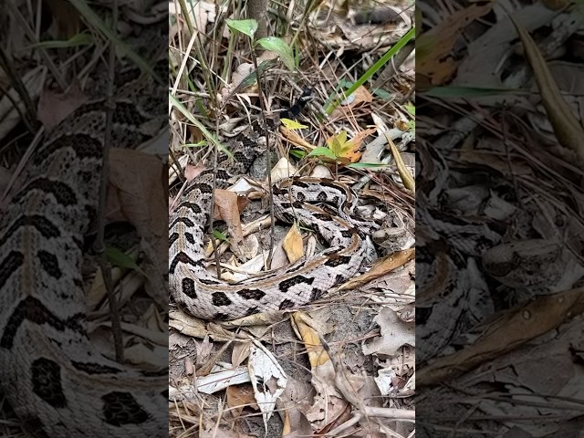 Fall Snake Hunting in South Carolina! Copperheads Everywhere!