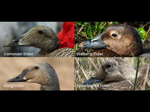 Limiting Disturbance to Alaska’s Eiders