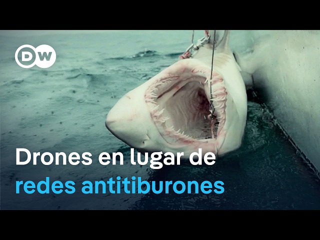 Tecnología contra tiburones: Australia refuerza la seguridad en sus playas | DW Documental