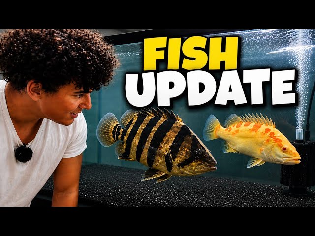 What Happened to My $10,000 Exotic Fish...