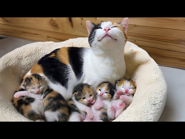 When Mama Cats Proudly Show Off Their Babies    😂