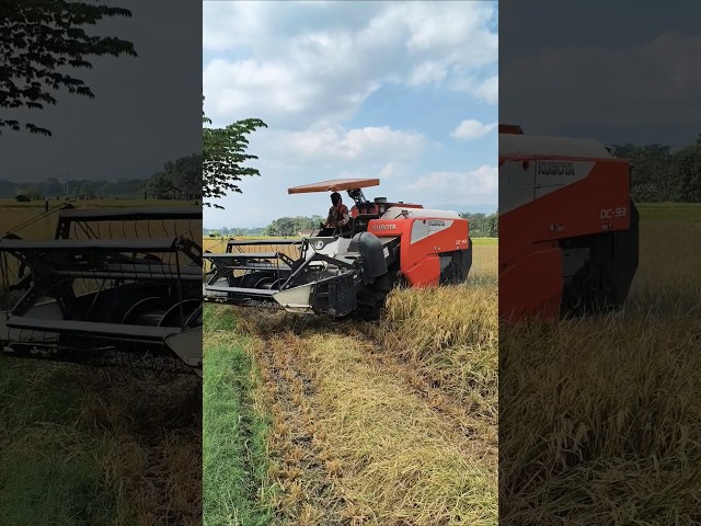 COMBINE HARVESTER KUBOTA DC93 eps 107 #kombisawah #combineharvester #kubota