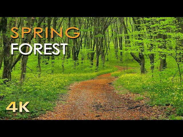 4K Spring Forest - Blackbird Song - Bird Singing/ Chirping - Ultra HD Relaxing Nature Video & Sounds