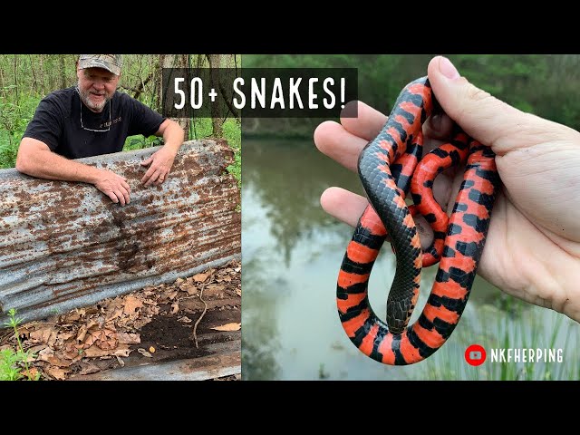 Insane Louisiana Snake Hunting: 50+ Snake Day, Beautiful Mud Snakes and More!
