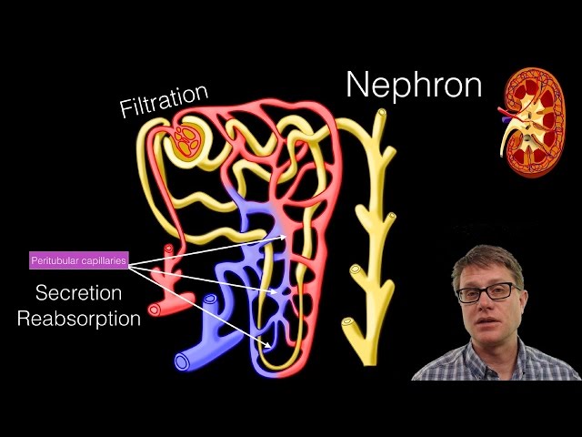 The Urinary System