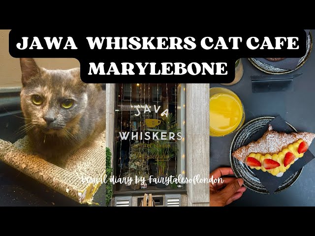Jawa whiskers cat cafe in Marylebone I Cat Cafes to visit in London I Cafe for cats in London I Cat