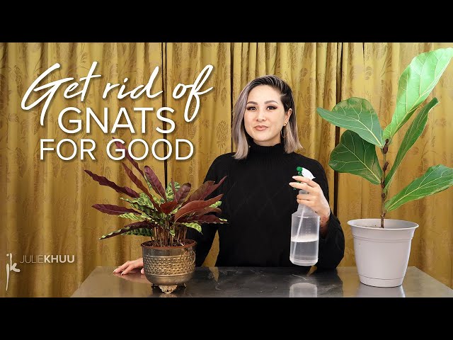 How to Get Rid of Gnats Indoors (Save your plants! Take back our homes!)