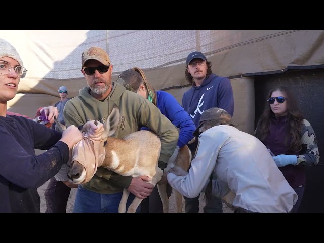 Sonoran Pronghorn Recovery Takes A Village