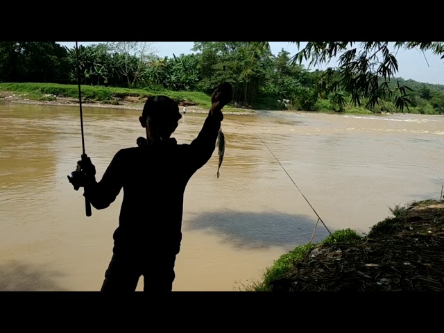 Tak di ragukan lagi pakai umpan super gacor dapat ikan babon bro!
