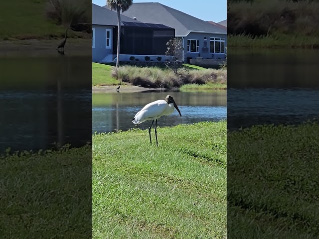 Wood Stork in Central Florida