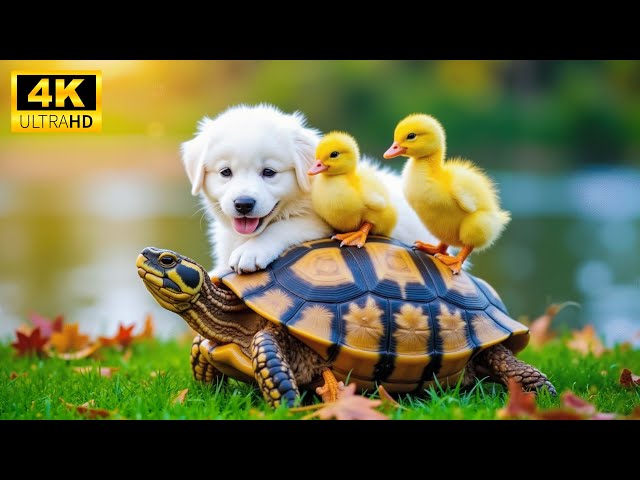 Serene World Of Baby Animals 4K | Peaceful Piano & Guitar Music For Relaxation, Relaxing Music