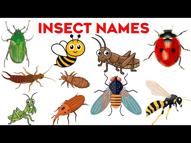 Insects Names | Learn 30 Insect Names for Kids In English | Names of Insects | #insects 