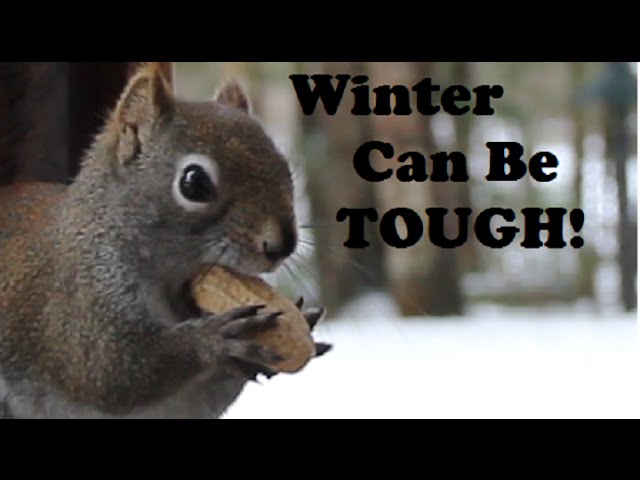 Winter Making You Nuts?