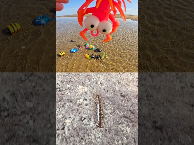 Bug Insect Names for Kids | Toy Learning Fun at the Beach: Centipede Cricket Ant Caterpillar Cricket