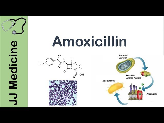 Amoxicillin | Bacterial Targets, Mechanism of Action, Adverse Effects | Antibiotic Lesson