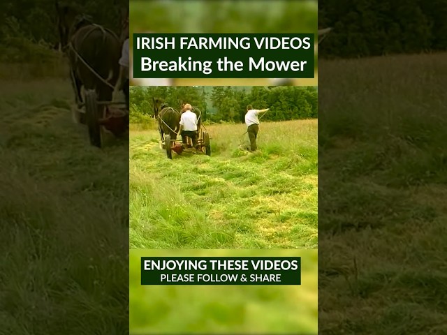 The Hay Mower Breaks a Shaft #ireland #farmingtraditions #haymaking #fyp
