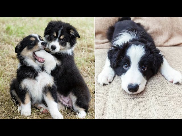 Cute and Funny Border Collie Puppies That You Need To See 🥰