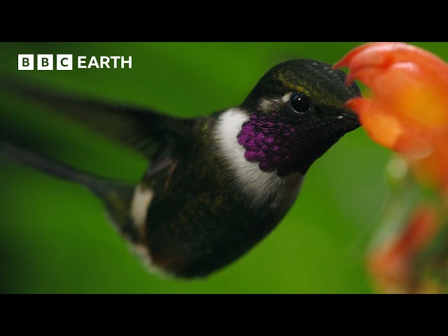 Sneaky Hummingbirds Steal Nectar From Flowers | Natural Born Rebels | BBC Earth