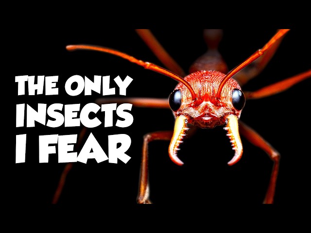 The Worst Insect Stings on Earth Ranked