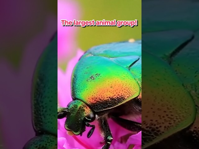 Hint: Some shine like jewels. Others practically disappear. #animals #wildlife #naturepbs #beetle