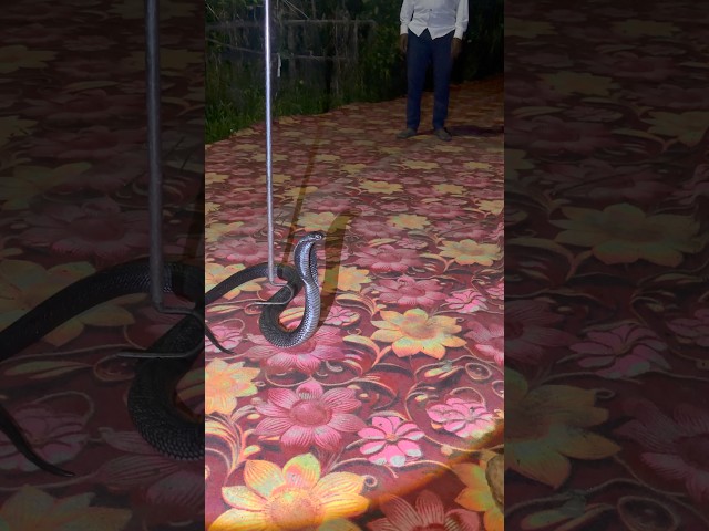 big indian specteld cobra 🐍