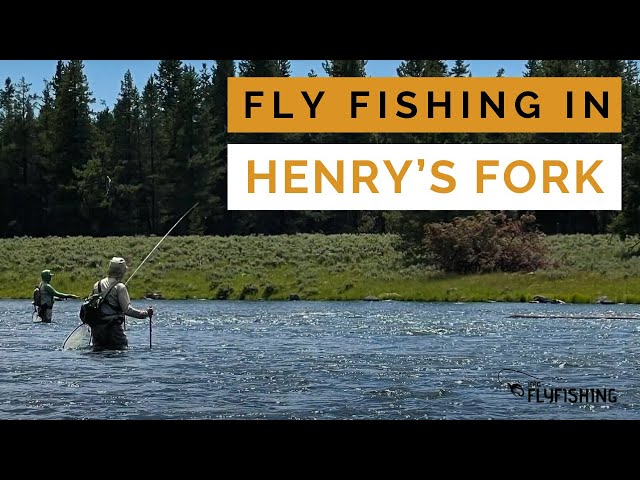 Fly Fishing in Henry's Fork (An In-depth Guide By a Guide)