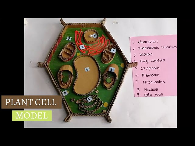 Plant cell model 3D project | How to make plant cell easy method | science exhibition project model/