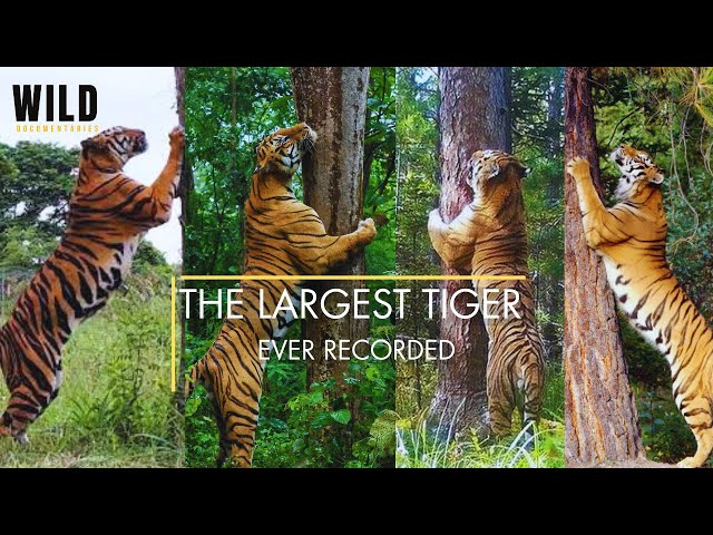 The LARGEST TIGER Ever Recorded!  | Meet 4 Giant Tigers (3 Wild, 1 Captive) | RARE – Must Watch!