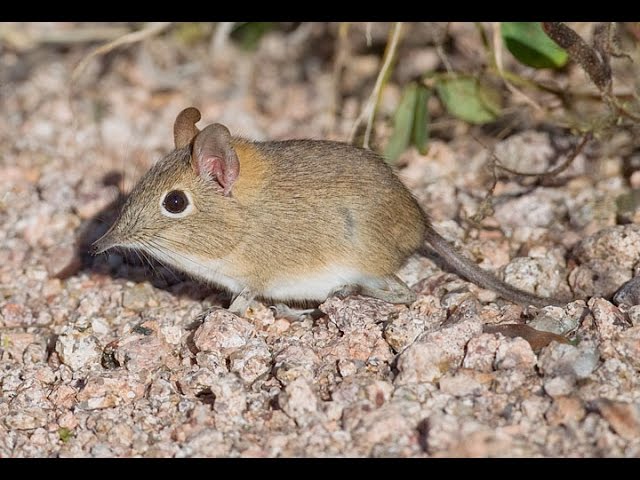 10 Best Hunters in The Animal Kingdom