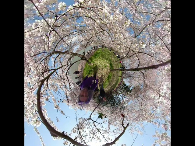 Small Planet Cherry Blossom Festival, Tidal Basin 0337