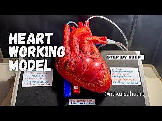 how to make heart science project part 2_with heart beats effect #science #biology NakulSahu