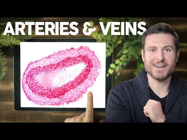 Blood Vessel Histology Explained for Beginners | Corporis