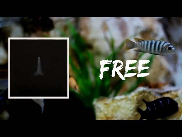 SAULT - Free (Lyrics)