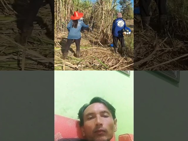 A Day in My Life: Sugarcane Farmer 🇮🇩